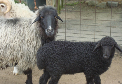 <p>Ssheep breed that’s multi-coated, originated from central Asia, very hardy, lambs born black then lighten to gray, silver, brown, and red</p>