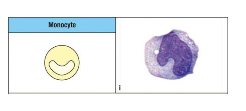 <p>Let’s learn more about the monocytes (a mononuclear phagocyte). What is its origin?</p>