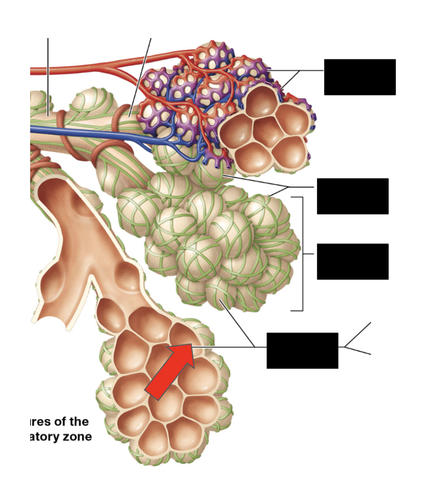 <p>Identify the highlighted structure</p>