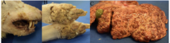 <p>what are these images showing?</p>