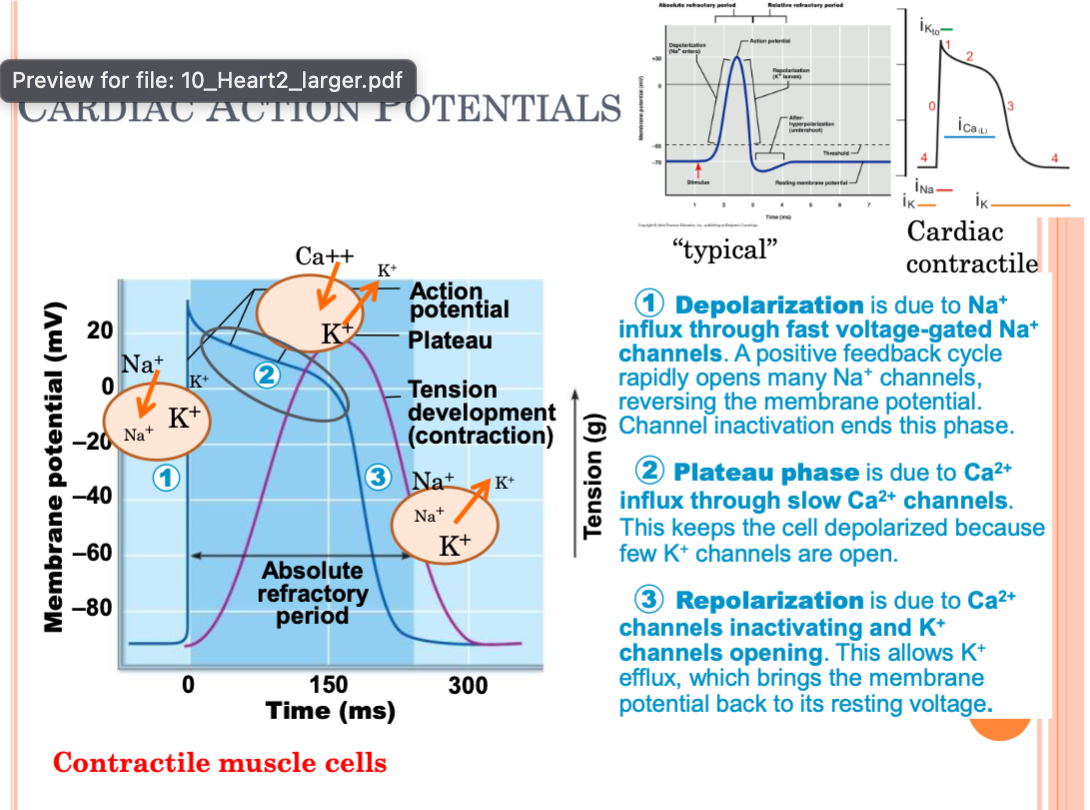 <p>Cardiac Action Potentials</p>