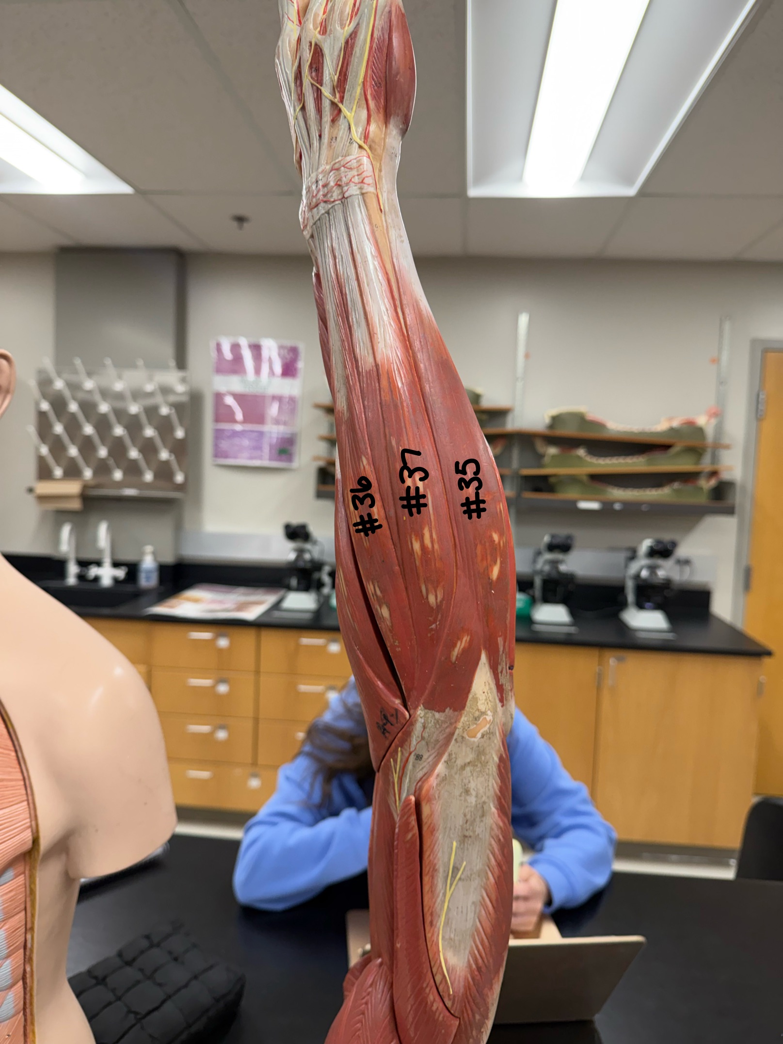 <p>What muscle is labeled at #36?</p>