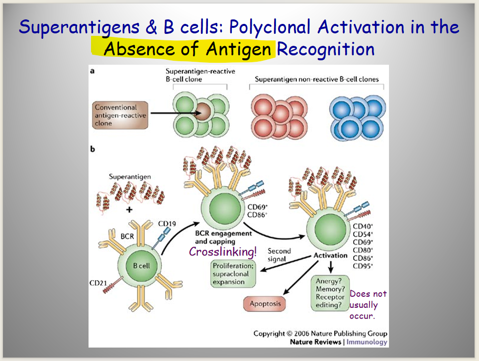<p>superantigens</p><ul><li><p>Mechanism:</p><ul><li><p><mark data-color="red" style="background-color: red; color: inherit;">binds both MHC protein + TCR together</mark> (@ positions outside the normal binding site (</p></li></ul></li><li><p>Effect:</p><ul><li><p>stimulates massive</p><ul><li><p><mark data-color="yellow" style="background-color: yellow; color: inherit;">T-cell activation,</mark></p></li><li><p><mark data-color="yellow" style="background-color: yellow; color: inherit;">cytokine release</mark></p></li><li><p><mark data-color="yellow" style="background-color: yellow; color: inherit;">systemic inflammation</mark></p></li></ul></li></ul></li></ul><p></p>