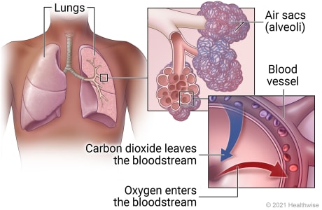 <p>Why does carbon dioxide enter alveoli from blood?</p>