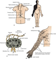 <p>The major lymphatic duct that drains lymph from most of the body into the left side of the venous system.</p>