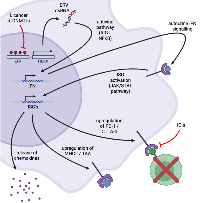 <ul><li><p>upregulation of MHC I /TAA → good</p></li><li><p>release of chemokines → good</p></li><li><p>upregulation of PD-L1/CTLA-4 → not good, decreases T cell activity</p></li></ul><p></p>