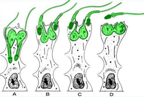 <p>Release of sperm from Sertoli cells into seminiferous lumen</p><p>Sertoli germ cell junctions remodel allowing release</p><p>the residual body is phagocytosed by sertoli cells</p>