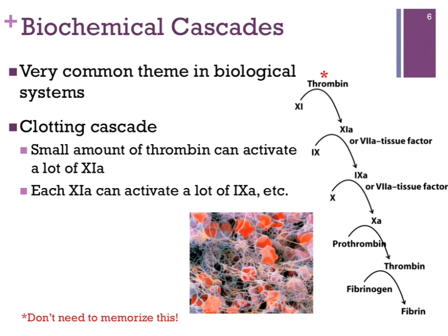 <p>Chymotrypsin activation cascade is a very common theme in biological systems! Another good example = the clotting cascade (eventually lead to formation of fibrin clots [in electron micrograph]). </p><p>Thrombin initiates the sequence of events. Converts inactive XI to active XIa and so forth down the line until we get to the final molecule fibrin. 10 molecules of thrombin => activates 10 molecules to form XIa; by now, we have amplified our effect ten fold! If we do that for every step of the cascade; because there are SO many steps; one molecule, thrombin, may be responsible for producing ONE MILLION molecules of fibrin (interesting?). By having this cascade, several steps, this cascade of events, we can produce a very large effect in a very small time frame. </p><p>Don’t need to know steps of clotting cascade. </p>