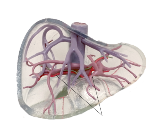 <p><span>Name the structure</span></p>