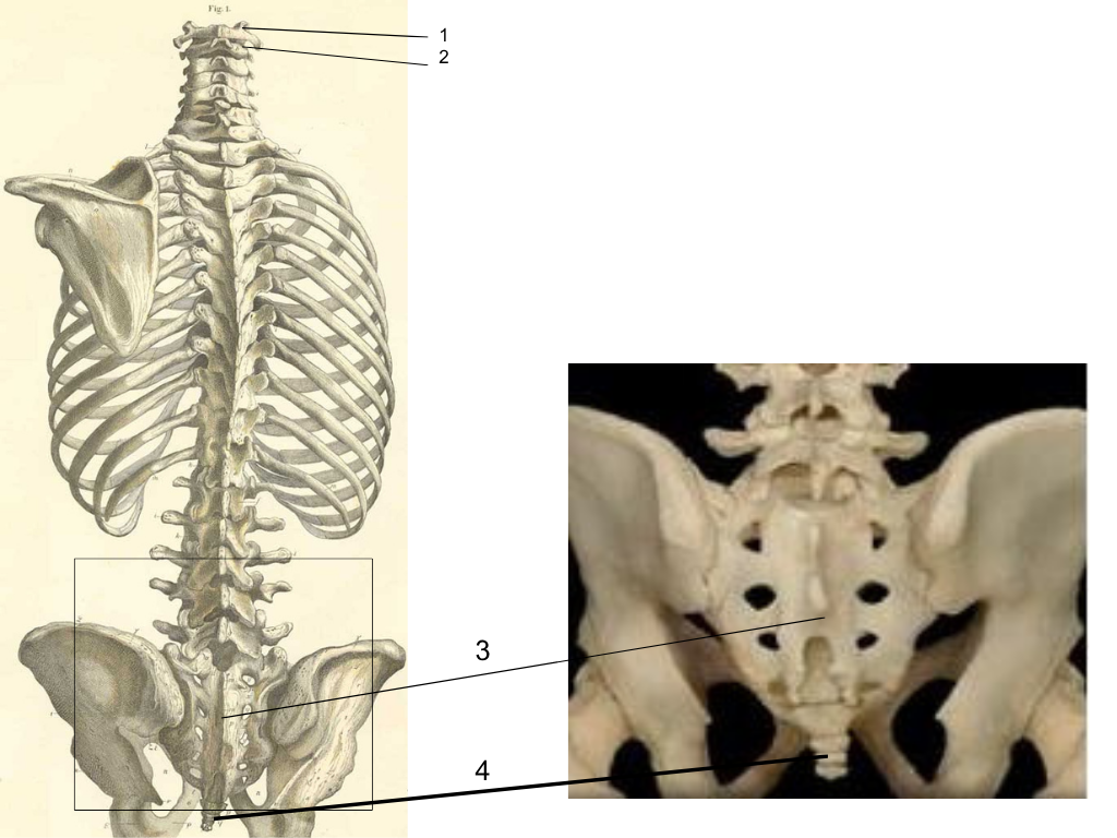 <p>what is #1 pointing at?</p>