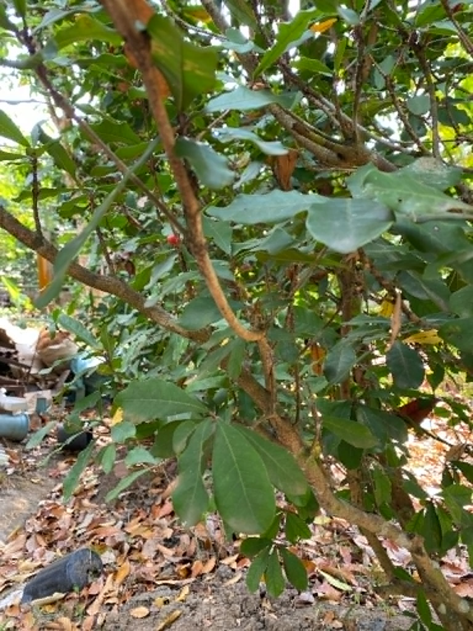 <p>Miracle Fruit</p><p>Sapotaceae</p><p>Tree</p><p>Sexual</p><p>Perennial</p>