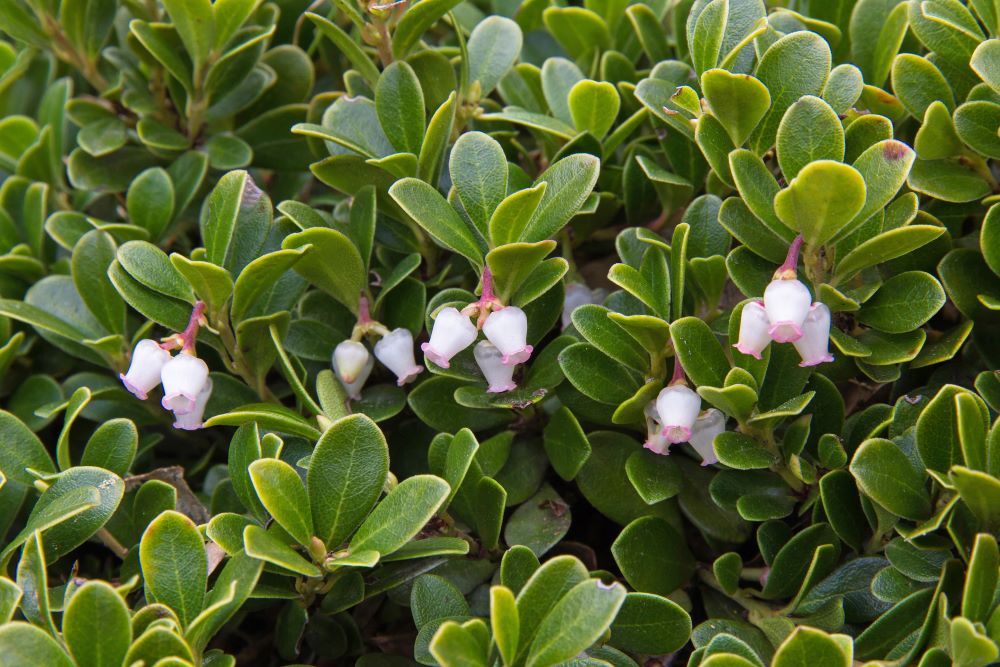 <p>Bearberry (makwa-miskomin, kinnikinnick)</p>