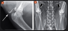 <p>True- they can often be mistaken for a bone in the esophagus on lateral radiographs</p>