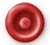 <p><strong>Codocytes/Target Cells/Leptocytes</strong></p>