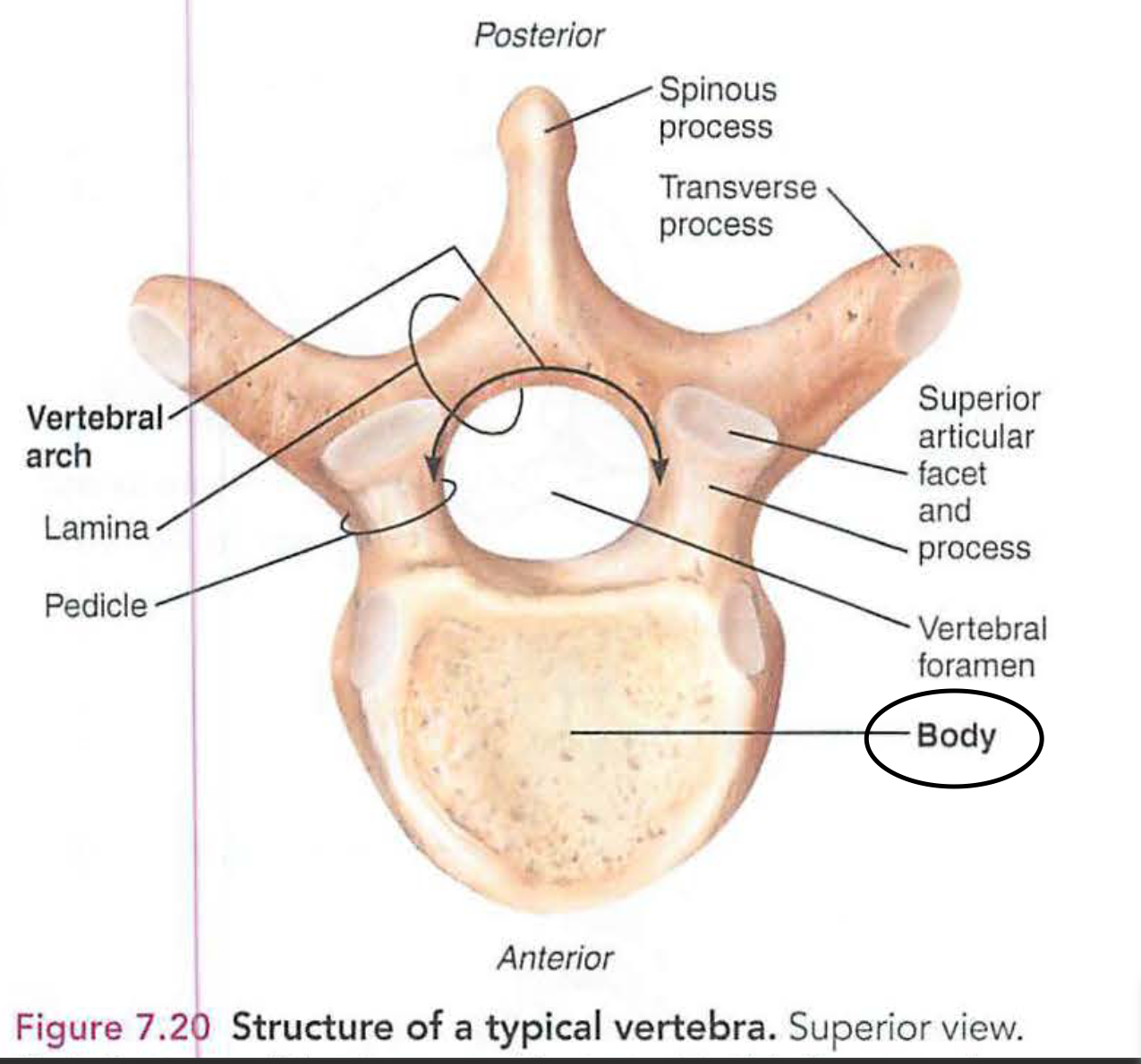 <p>a. body</p>