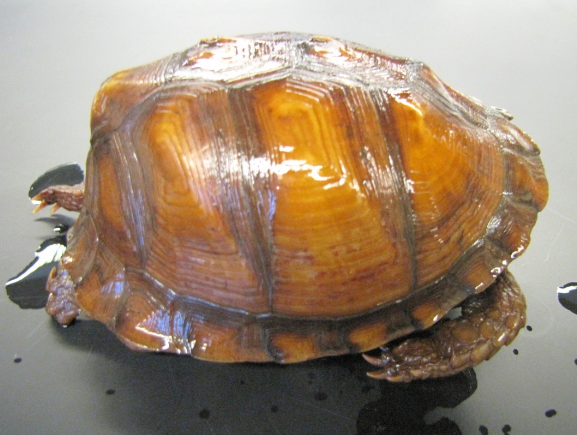 <p>Common name, Family, Scientific Name?</p>