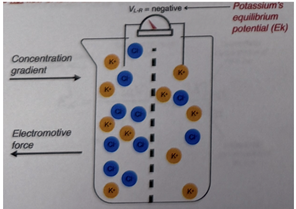 <ul><li><p>Overtime the positive potassium ions will start being attracted to negative charge on the left side causing them to flow towards the left side. Eventually the electrical force will counterbalance concentration force. So concentration gradient is towards right and electromotive force is towards left causing them to balance each other out over time.</p><ul><li><p>This is bc no net flow of ion in either direction. Electrical force and chemical diffusion force are equally balanced. </p></li><li><p>Once at the point of equilibrium: V(L-R) = negative —> potassium's equilibrium potential (Ek)</p></li></ul></li></ul><p>Voltage difference between left and right at potassium equilibrium potential will be negative when at equilibrium</p>