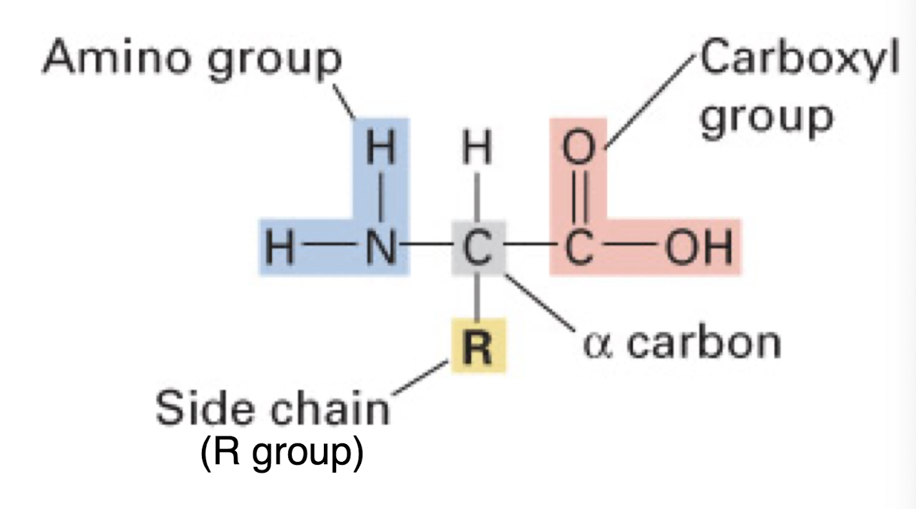 <p>Amino group (H2N), R group (various), Carboxyl group (COOH), and Hydrogen all attached to a central carbon (alpha carbon)</p><p>carbon backbone formed from central carbons</p>
