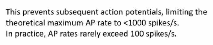 <p>Voltage-gated Na+ channels remain inactivated until the membrane potential is repolarised (de-inactivation requires Vm to drop below about −65 mV). This limits the theoretical maximum AP rate to <1000 spikes/s, though in practice AP rates rarely exceed ~100 spikes/s.</p>