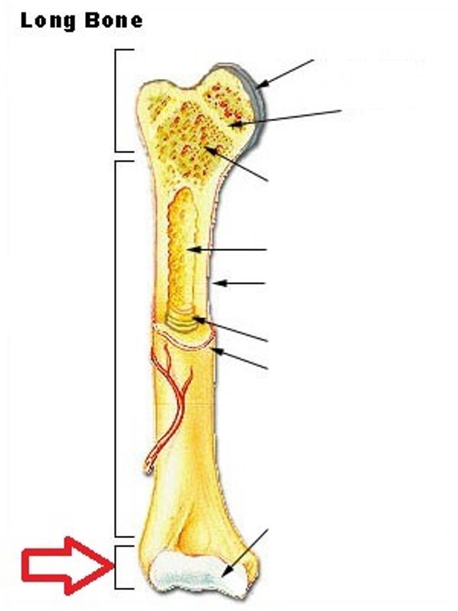 <p>end of the bone located farthest away from the midline</p>