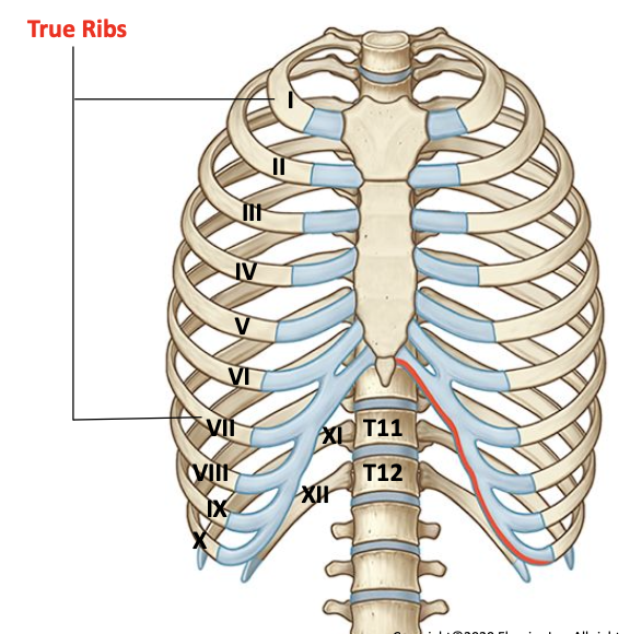 <p>Ribs 1-7 are true ribs<br>Their costal cartilages articulate directly with the sternum</p>