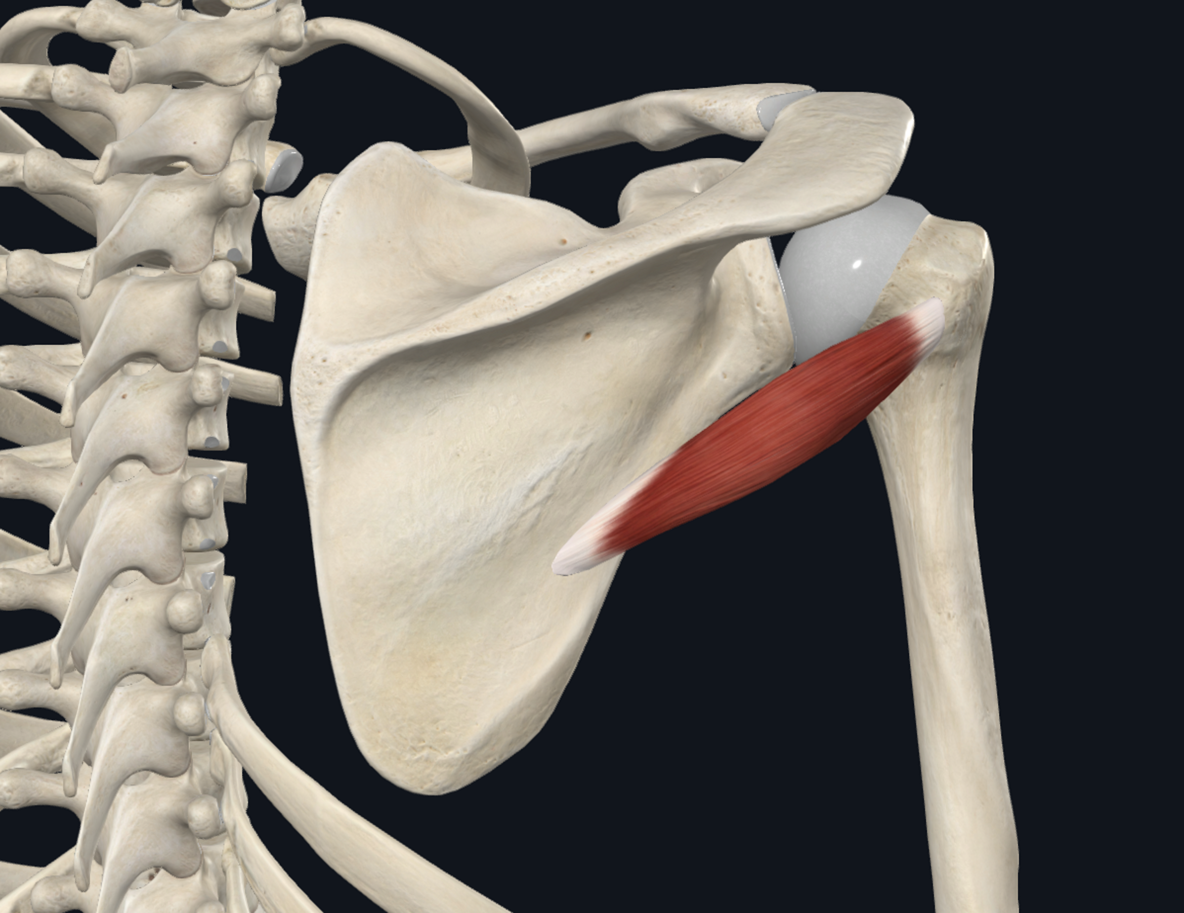 <ul><li><p>origin </p><ul><li><p><em>lateral border</em> of scapula</p></li></ul></li><li><p>insertion</p><ul><li><p><em>greater</em> tubercle of humerus </p><ul><li><p>outer, lateral side of upper humerus </p></li></ul></li></ul></li></ul><p></p>