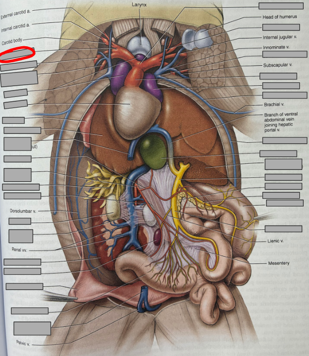 <p>What part of the organism is this?</p>