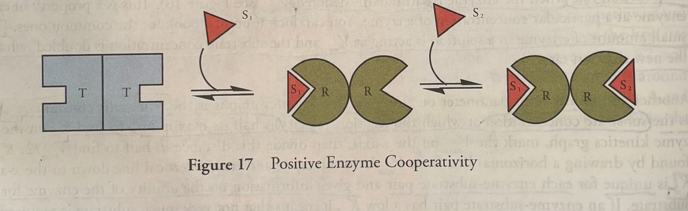 <p><u>Cooperativity</u></p><p>Many multisubunit enzymes do not behave in the simple kinetic manner described above.  </p><p>In multisubunit enzymes, the binding of substrate to one subunit modulates the affinity of other subunits for the substrate. Such enzymes are said to bind cooperatively. There are two types of cooperativity: 1. <strong>positive </strong>and 2. <strong>negative cooperativity</strong>. </p><p>In <strong>positive cooperativity</strong>, the <strong>binding of a substrate to one subunit <u>increases </u>the affinity of the other subunits for the substrate</strong>. The conformation of the enzyme prior to substrate binding with low substrate affinity is sometimes termed “<span style="color: rgb(181, 38, 38);"><strong>tense</strong></span>”, and the conformation of enzyme with increased affinity is termed “<span style="color: rgb(177, 38, 38);"><strong>relaxed</strong></span>”. (look at the figure attached to this photo). </p><p>-”tense” because the enzyme has tension. Adding a substrate breaks the tension. </p><p>In <strong>negative cooperativity</strong>, the binding of a substrate to one subunit <strong>decreases </strong>the affinity of other subunits for the substrate. </p><p>-Cooperative enzymes must have more than one active site. Cooperative enzymes are usually multisubunit complexes composed of more than one protein chain held together in a quaternary structure. They may also be a single-subunit enzyme with two or more active sites. </p>