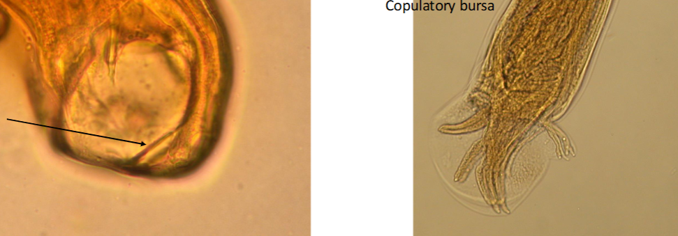 <p>What is the kingdom, phylum, order, and family of this parasite</p>