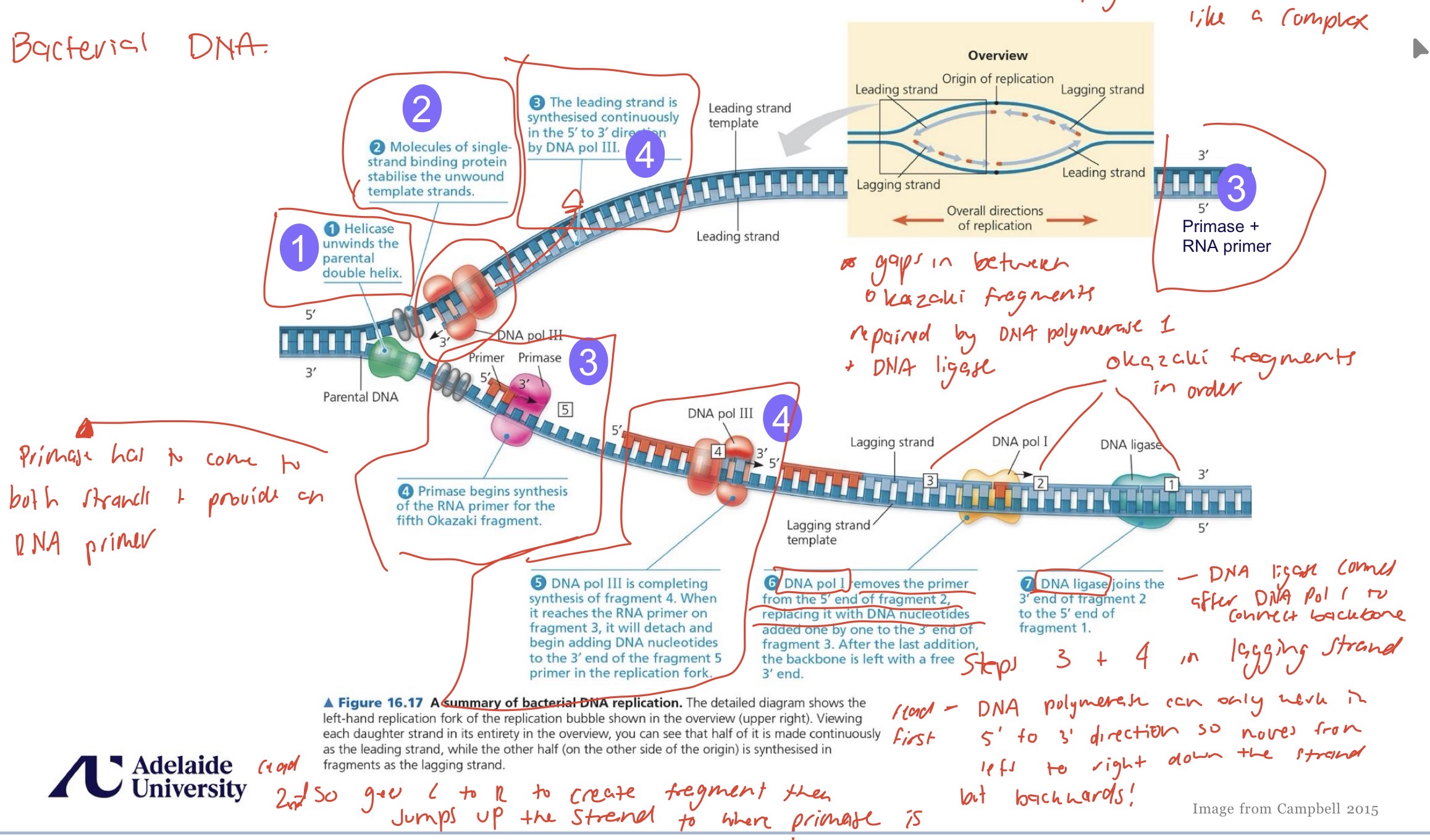 <ol><li><p>Unwind the helix - helicase breaks the H bonds between nucleotides, which creates intense strain on the region ahead of the replication fork so topoisomerase relieves the strain by cutting each strand to allow them to unwind, then reforms them for helicase to follow</p></li><li><p>Separate the strands and keep them separate - single stranded binding proteins keeps the parental strands from re-binding</p></li><li><p>Initiate replication- primase adds RNA primers (short segments of RNA, complementary to the template strand), that show DNA polymerase where to bind (needs an existing chain to know where the 3’ end is to bind)</p></li><li><p>Build the new strands- DNA polymerase binds to the RNA primers and adds nucleotides to the 3’ end of the new strands, works on both strands at the same time</p></li><li><p>Fix any mistakes - DNA polymerase also works to proof read and increases the degree of exactness (fidelity) - DNA polymerase III in bacteria = different subunits work to reel in parental DNA, replicate the strands, and detect frayed 3’ end or wrong structure (DNA polymerase then reverses, removes the incorrect nucleotide, corrects it, and continues)</p></li></ol><p></p>