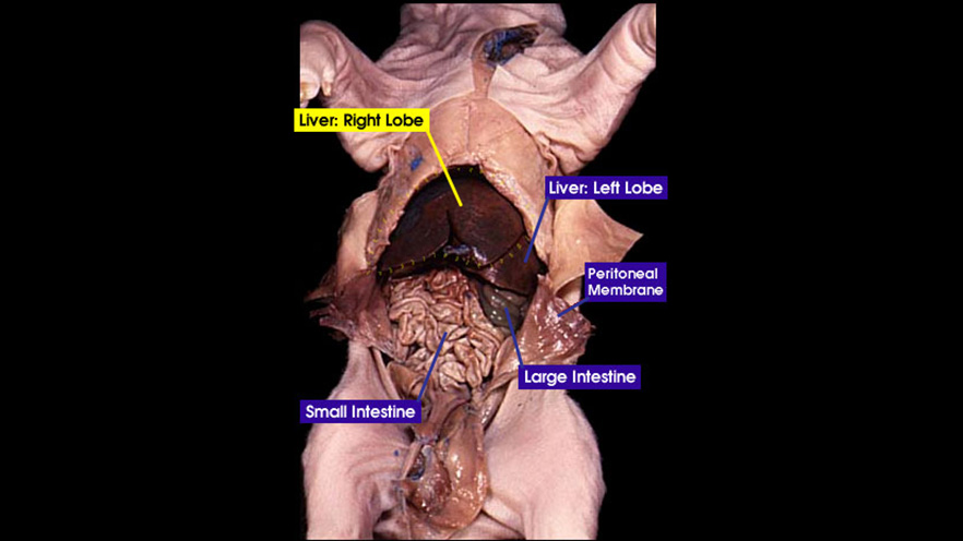 <p><span style="background-color: transparent;">Body cavity located below the thorax that contains digestive, urinary, and reproductive organs.</span></p>