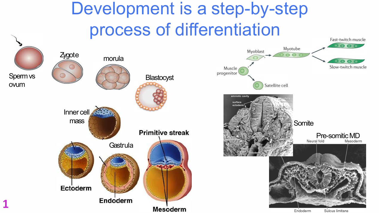 <p>Embryonic sequence:</p><p>- Sperm vs ovum</p><p>- Zygote</p><p>- Morula</p><p>- Blastocyst</p><p>- Inner cell mass</p><p>- Gastrula</p><p>- Ectoderm</p><p>- Endoderm</p><p>- Primitive streak</p><p>- Mesoderm</p><p>- Pre-somitic mesoderm</p><p>- Somite</p><p>.</p><p>Muscle lineage:</p><p>- Muscle progenitor</p><p>- Satellite cell</p><p>- Myoblast</p><p>- Myotube</p><p>- Fast-twitch muscle</p><p>- Slow-twitch muscle</p>