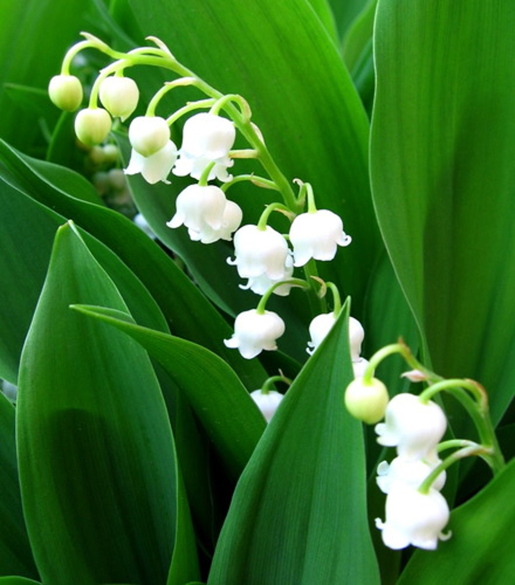 <p>le muguet</p>