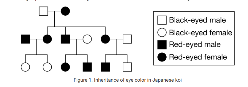 <p>Researchers hypothesized that red eye color in Japanese koi, a type of fish, is due to a mutation. To study the inheritance of red eye color in koi, the researchers conducted breeding experiments over several generations. The results are summarized in Figure 1.</p><p><br>Based on the data in Figure 1, which of the following is the best prediction of the mode of inheritance of red eyes in Japanese koi?</p><p>A) The allele for red eyes is inherited in an autosomal dominant pattern.</p><p>B) The allele for red eyes is inherited in an autosomal recessive pattern.</p><p>C) The allele for red eyes is inherited in an X-linked recessive pattern.</p><p>D) The allele for red eyes is inherited in an X-linked dominant pattern.</p>