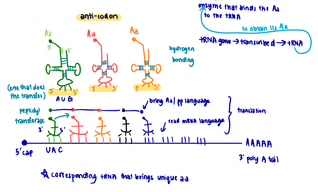 <p>Structure</p><ul><li><p>tRNA molecules are small, containing only about 80 nucleotides</p></li><li><p>the <u>secondary structure</u> takes the form of a <strong>2D cloverleaf</strong>, held by CBP within the <strong>single-stranded molecule</strong></p><ul><li><p>3 loops</p></li><li><p>on the anticodon loop, 3 unpaired bases form an anticodon, which binds to a specific mRNA codon via CBP</p></li></ul></li><li><p><u>tertiary structure</u> is the result of actual twisting and folding of the secondary structure into a <strong>compact 3D L-shaped structure</strong> maintained by <strong>hydrogen bonds</strong></p></li><li><p><strong>3’ end (CCA stem) </strong>of a tRNA molecule is the <strong>attachment site for a specific amino acid</strong></p><ul><li><p>around <u>45 different tRNAs</u> in a typical eukaryotic cell, thus each amino acid can be carried by more than 1 type of tRNA</p></li><li><p>3D structure of tRNA is recognised by the enzyme <strong>aminoacyl-tRNA synthetase </strong>that catalyses the formation of an<strong> ester linkage</strong> (covalent bond) btw the <strong>CCA stem and the specific amino acid</strong></p><ul><li><p>when a <strong>tRNA</strong> has its 3’ CCA stem attached to the <strong>amino acid </strong>corresponding to its anticodon —> <strong>aminoacyl-tRNA</strong></p></li></ul></li></ul></li></ul><p></p><p></p>