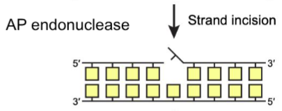<p>Strand incision</p>