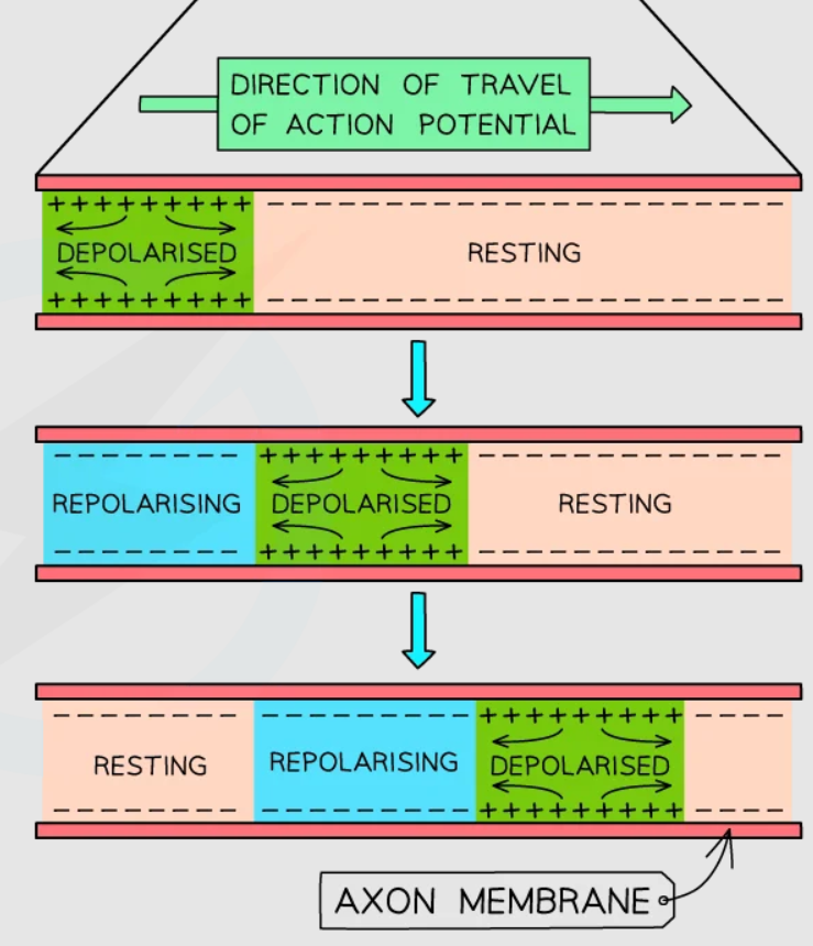 <p>it moves as a <strong>wave </strong>of depolarization <strong>down the axon</strong>: starts from soma ➙ axon terminals</p><p>⇨<strong> </strong>in vertebrates, it jumps between nodes of Ranvier </p>