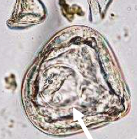 <p>přežvýkavci</p>