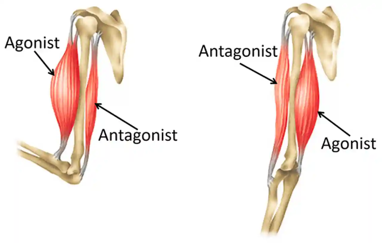 <p>Muscles that work against one another (eg- biceps and triceps)</p>