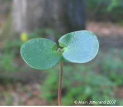 <p>the 2 halves of the embryo.</p><p>provide food for the new plant until the plant has green leaves and can make its own food.</p>