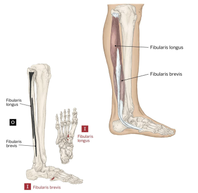 <p>Action: Evert foot, Plantar flex assist</p><p>Origin: Head of the fibula and proximal 2/3 of the lateral fibula</p><p>Insertion: Base of first metatarsal and medial cuneiform</p>