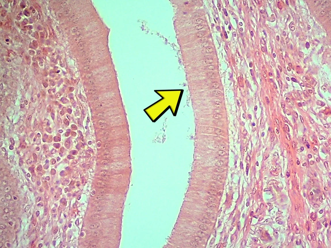 <p><span>Identify the tissue type in the micrograph at the yellow arrow.</span></p>