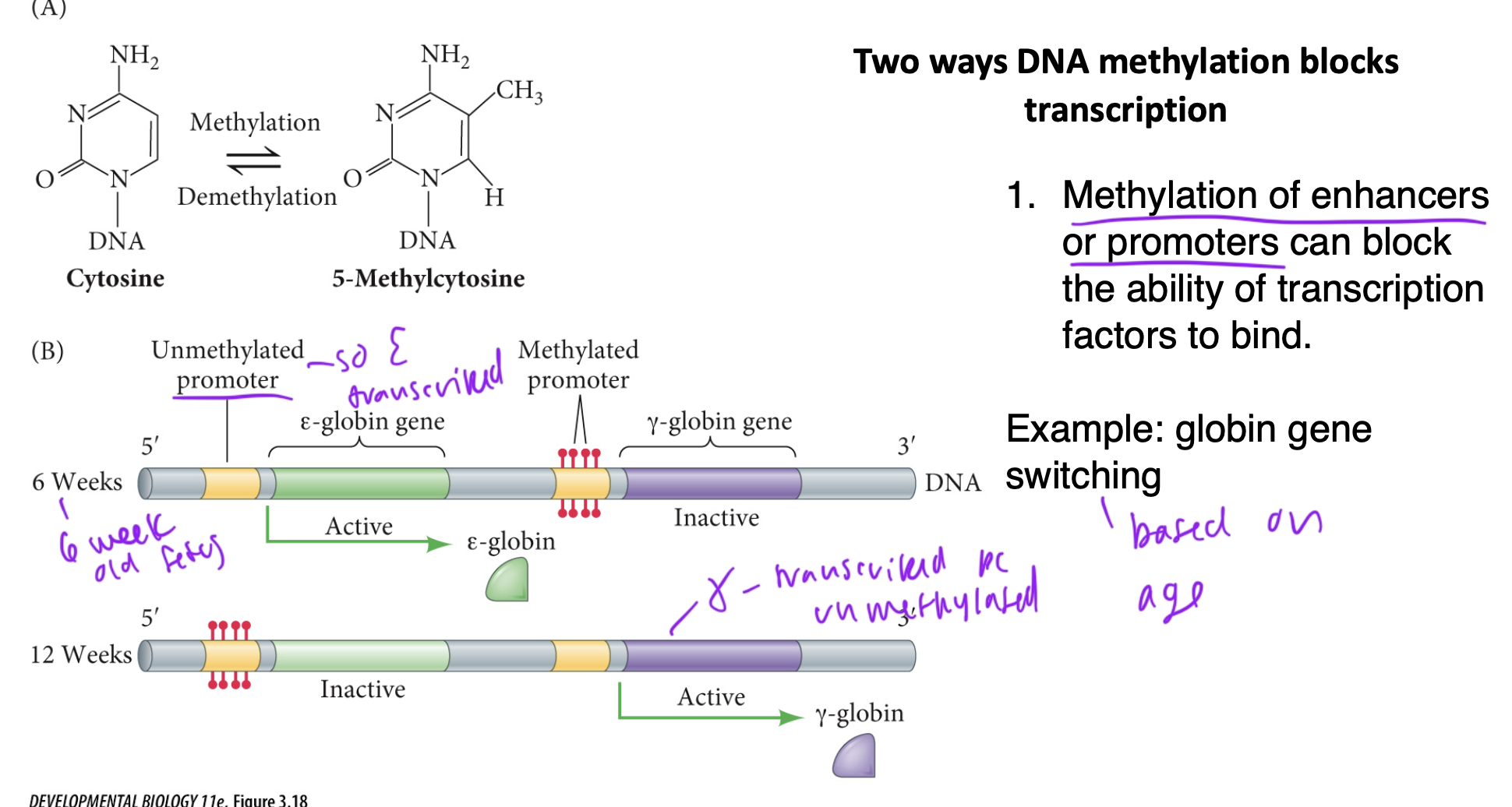 <ul><li><p>can block TFs from binding to the sequence</p></li><li><p>ex: in globin gene switching, so that fetus has diff globins</p></li><li><p>unmethylated regions get transcribed as usual</p></li></ul><p></p>