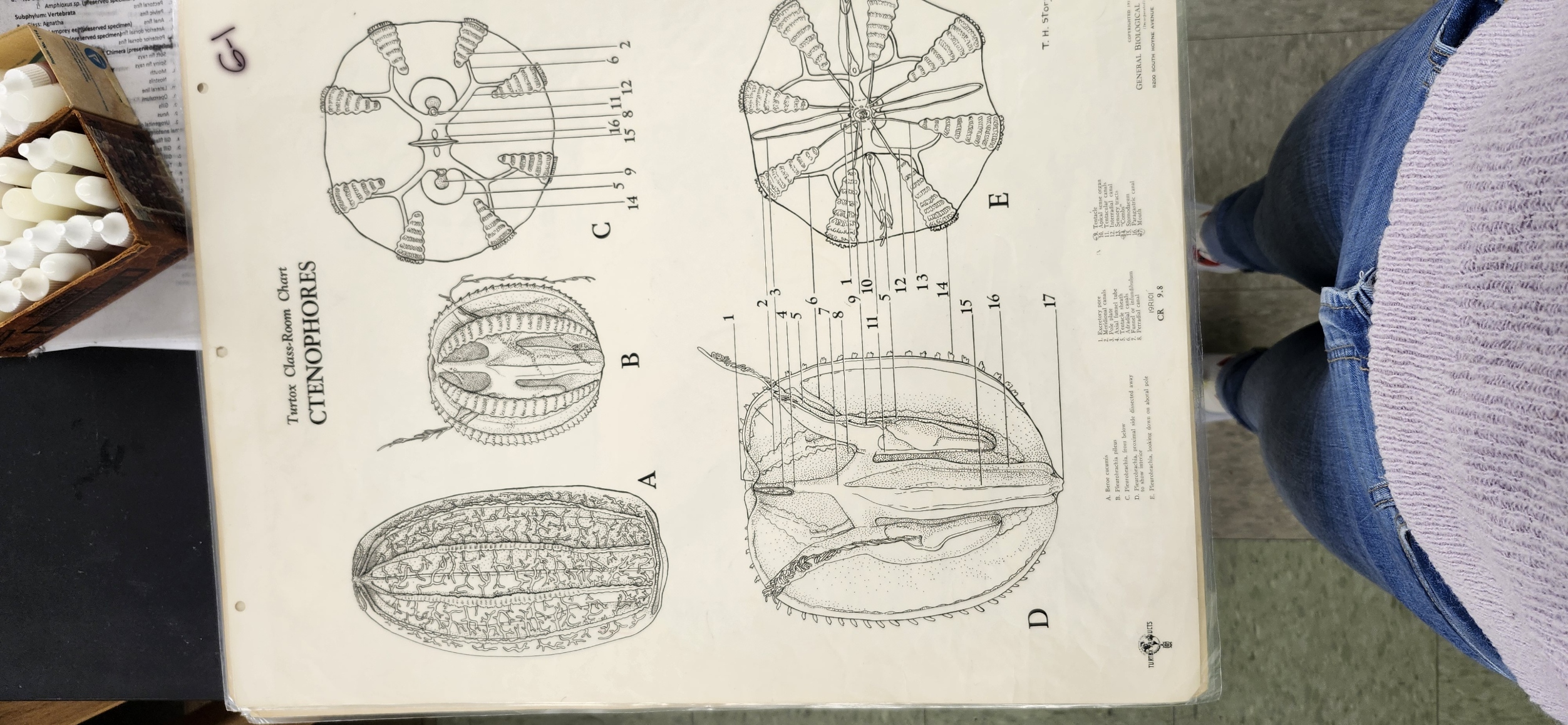 <p>Identify the following structures on the Pleurobrachia sp. – sea gooseberry (Turtox chart –  CR 9.8) </p><p>Comb rows </p><p>Tentacles </p><p>Mouth </p><p>Gastrovascular cavity</p>