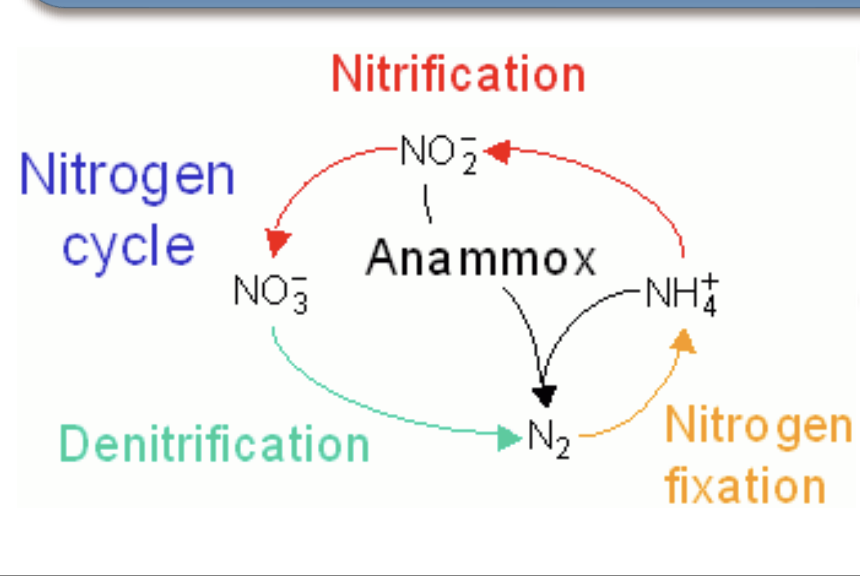 <ul><li><p>a process in which NH3 or NO2 - are oxidized to generate energy</p></li></ul><p></p>