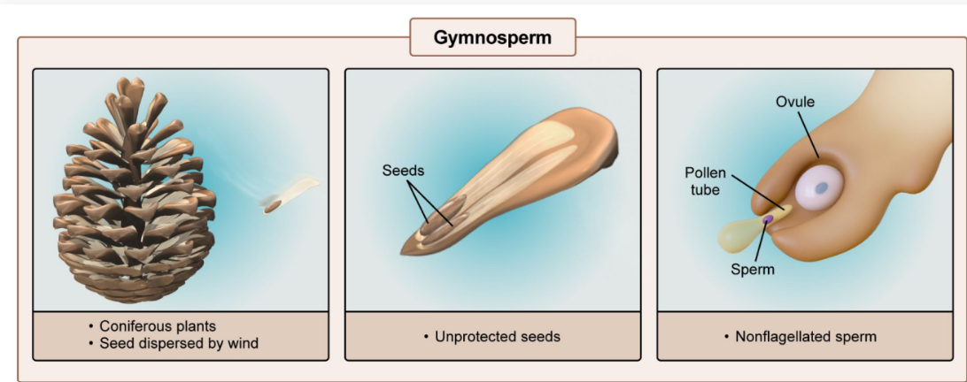 <p><strong>Produce unprotected seeds </strong>and <strong>non</strong>-<strong>flagellated sperm</strong>, which are <strong>dispersed </strong>by the <strong>wind</strong></p><ul><li><p>The first seeded plants, including conifers such as firs, spruce, pines, redwood</p></li></ul><p></p>