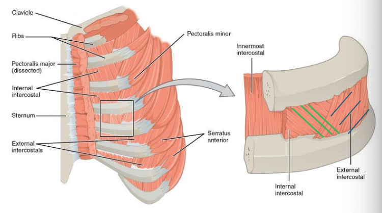 <p>Definition: Named for being between (inter) the ribs (costal). Three types from superficial to deep: external, internal, innermost. Fiber orientation matches the external and internal obliques. Function: Elevate and depress the ribs for breathing.</p>