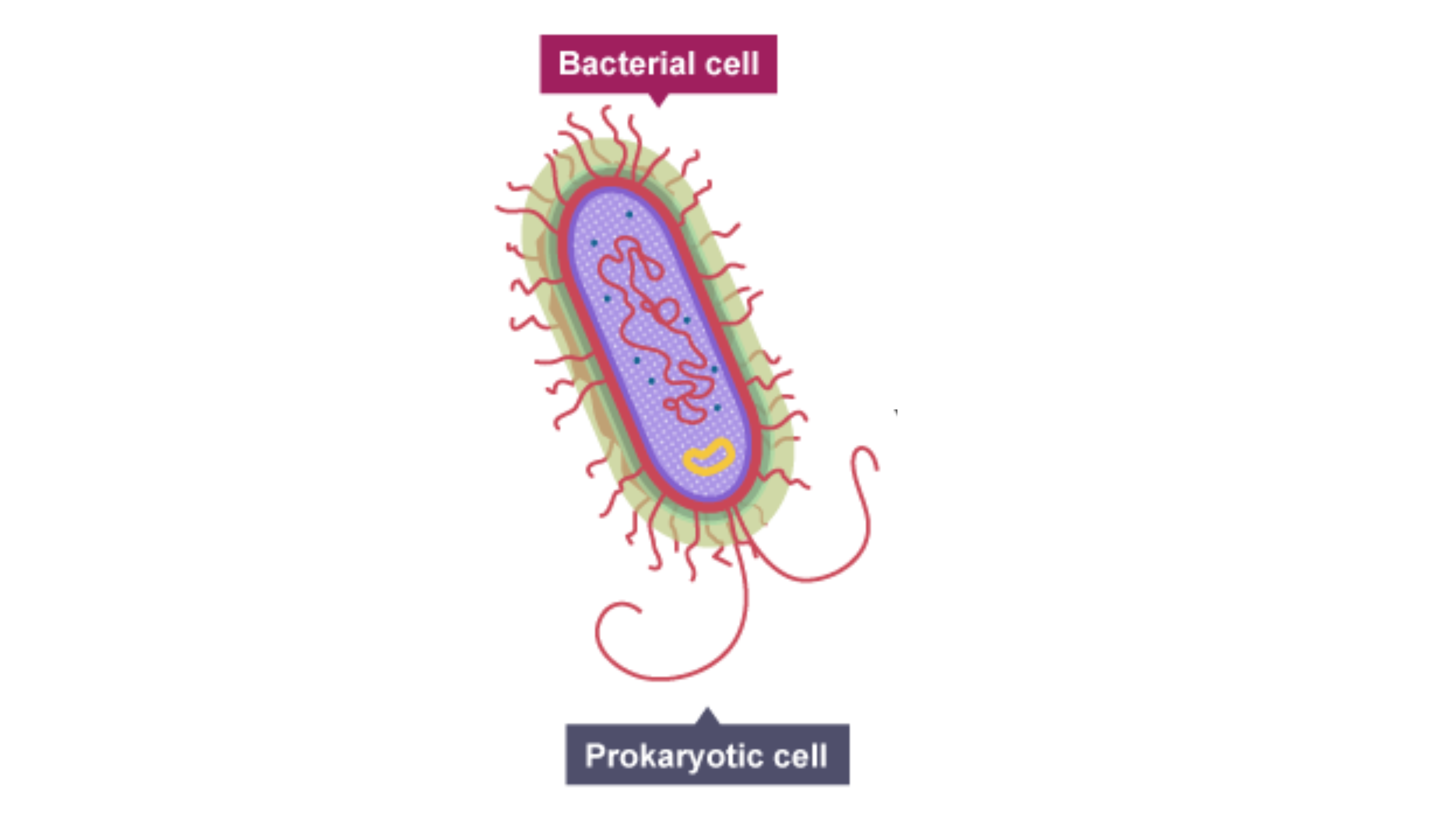 <p>What do bacterial cells (prokaryotic cells) have?</p>