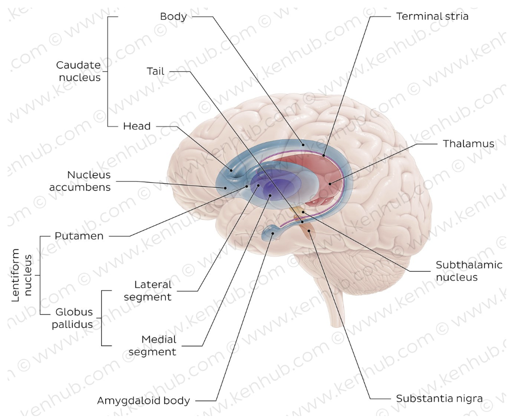 <ul><li><p>3 large subcortical nuclei: caudate, putamen, and globus pallidus</p><ul><li><p>striatum = caudate + putamen</p></li><li><p>lentiform nucleus = putamen + globus pallidus</p></li></ul></li></ul><p></p>