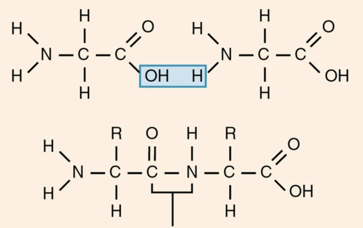 <p>What macromolecule? What bond is forming? Favorable?</p>